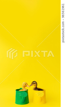 two small yellow and variegated duckling in green metal waterings can on yellow background, selective focus, vertical, 16:9 96561961