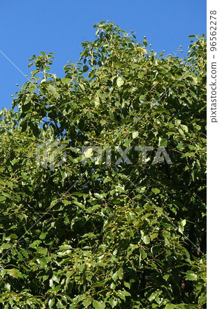 Camphor tree fruit/October 2022　 96562278