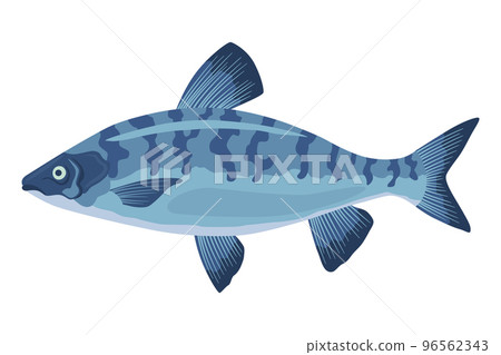 Fish sorts or types. Freshwater fish. Hand-drawn color illustration of inland fish. Commercial fish specie 96562343