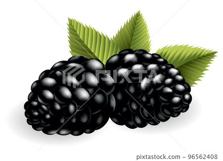 Fresh, sweet and tasty blackberry. Sweet fruit. Forest berry. 3d vector icon. Realistic illustration of eco food isolated on white 96562408