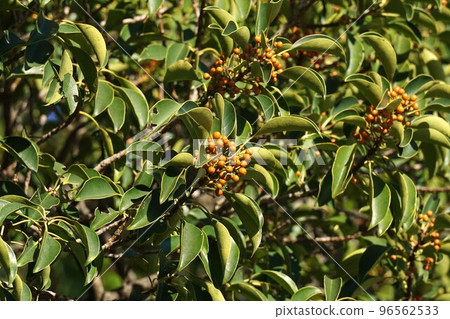 October 2022 Orange kuroganemochi fruit October 2022 Orange kuroganemochi fruit 96562533