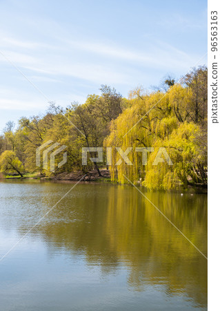 Beautiful spring lake and forest. Springtime season Abstract natural background. Blurry silhouettes of many green spring trees, leaves reflect on peaceful surface of river, lake or puddle water pond Beautiful spring lake and forest. Springtime season Abstract natural background. Blurry silhouettes of many green spring trees, leaves reflect on peaceful surface of river, lake or puddle water pond 96563163