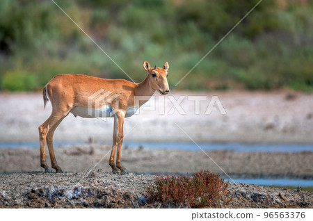 Young saiga antelope or Saiga tatarica walks in steppe 96563376