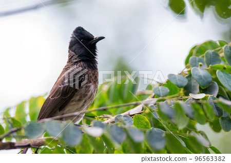The red-vented bulbul or Pycnonotus cafer close up on a branch 96563382