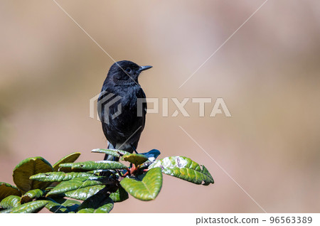 Pied bush chat or Saxicola caprata pearches on rhododendron Pied bush chat or Saxicola caprata pearches on rhododendron 96563389