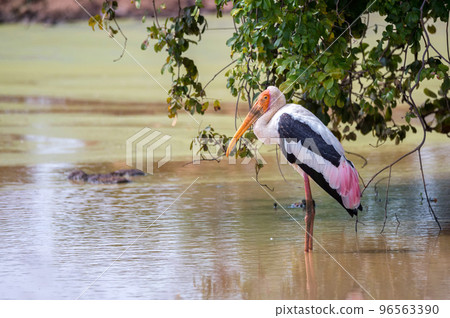 Painted Stork or Mycteria leucocephala in the wild 96563390