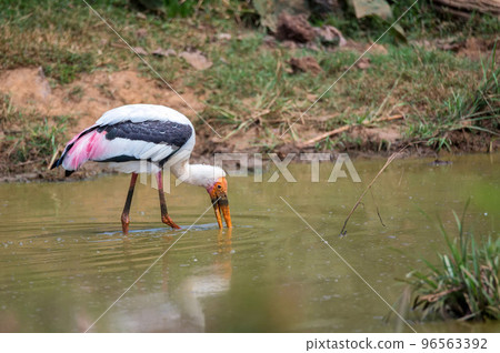 Painted Stork or Mycteria leucocephala in the wild 96563392