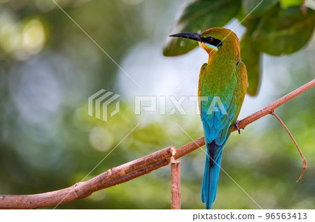 Blue-tailed Bee-eater or Merops philippinus perches on tree branch 96563413