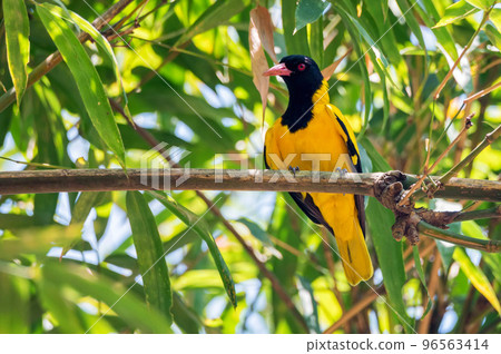 Black hooded oriole or Oriolus xanthornus perching on a branch 96563414
