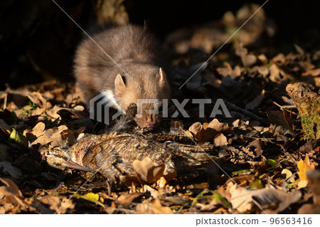 Beech marten or Martes foina also known as stone marten or white-breasted marten 96563416