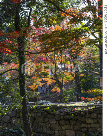 岡崎城護城河的紅葉(愛知縣,11月下旬) 岡崎城護城河的紅葉(愛知縣,11月下旬) 96563532
