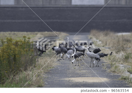 Black crane among hooded cranes 96563554