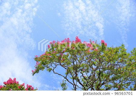 Flower of crape mybs 96563701