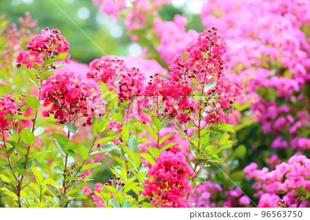 Issai sulpeberry flowers 96563750