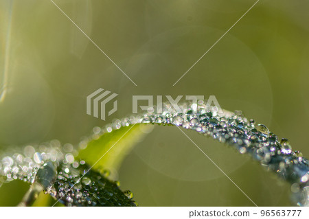 Morning dew on the grass shining in the morning light Morning dew on the grass shining in the morning light 96563777