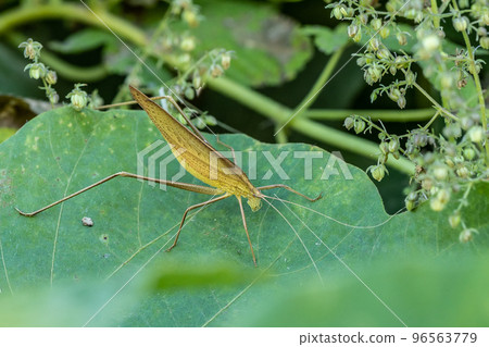 Ducetia japonicum 棕色型 Ducetia japonicum 棕色型 96563779