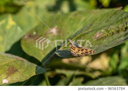 黃鉤蛺蝶 黃鉤蛺蝶 96563784