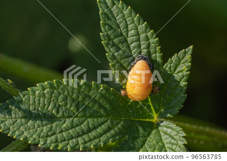 一種在瓢蟲的預蛹中產卵的跳蚤（寄生蠅） 96563785