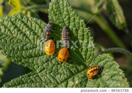 Seven-spotted beetle larva Propupal larva Pupation 96563786