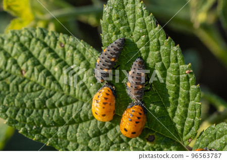 七斑甲蟲幼蟲 Propupal larva Pupation 七斑甲蟲幼蟲 Propupal larva Pupation 96563787
