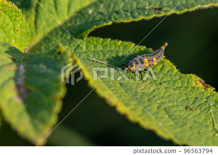 Nanahoshi benthamida larva Nanahoshi benthamida larva 96563794