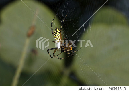 Argiope spider Argiope spider 96563843