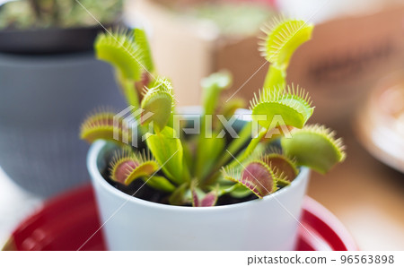 Insectivorous plant fly Insectivorous plant fly 96563898
