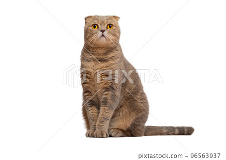 A red-haired Scottish fold cat with yellow eyes A red-haired Scottish fold cat with yellow eyes 96563937