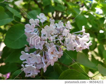 紫丁香 紫丁香 96564211