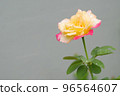A beautiful rose flower blossoms and green leaves covered with raindrops 96564607