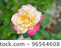 A beautiful rose flower blossoms and leaves covered with raindrops 96564608