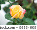 A beautiful rose to bloom 96564609