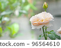 A beautiful rosebud and rose blossoms 96564610