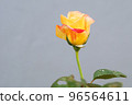 a beautiful yellow rose to bloom with droplets 96564611
