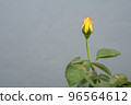 A beautiful yellow rosebud on the gray background 96564612