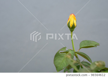 A beautiful yellow rosebud on the gray background 96564612