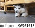 A cute puppy lying under the table. 96564613