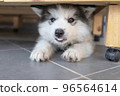 a face of siberian husky lies on the floor 96564614