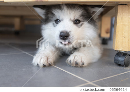a face of siberian husky lies on the floor 96564614