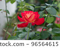 A freshness red rose 96564615