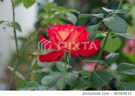 A freshness red rose 96564615