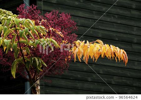 A crow tree with dense black seeds in late autumn A crow tree with dense black seeds in late autumn 96564624