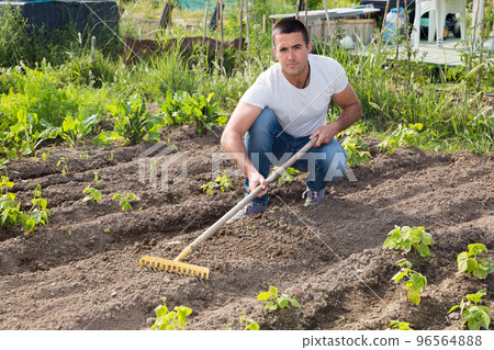 Man is leveling the beds ground with a rake 96564888
