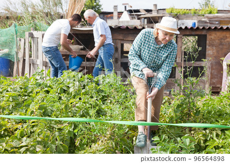 Family works in the garden. Woman digs up potatoes Family works in the garden. Woman digs up potatoes 96564898