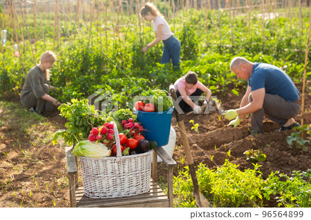 Basket with vegetable harvest, family gardening concept Basket with vegetable harvest, family gardening concept 96564899