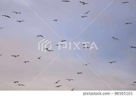 flock of seagulls flying in the sky 96565101