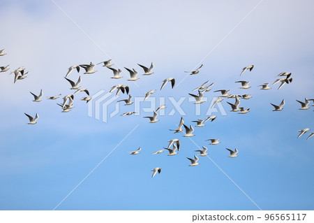 flock of seagulls flying in the sky 96565117