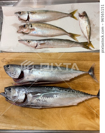 釣魚 釣魚 96565151