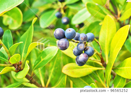 Round fruit of syringa (autumn, October) Round fruit of syringa (autumn, October) 96565252