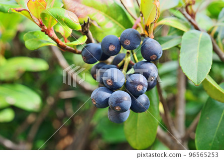 Round fruit of syringa (autumn, October) Round fruit of syringa (autumn, October) 96565253